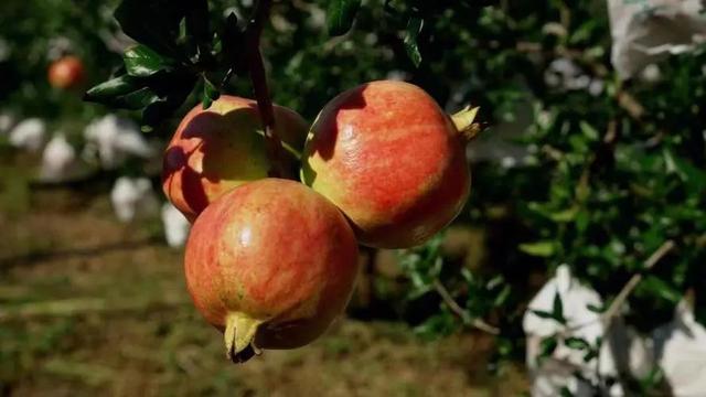 石榴品种哪种最好，什么品种的石榴好种（中国最好吃的石榴前五名）