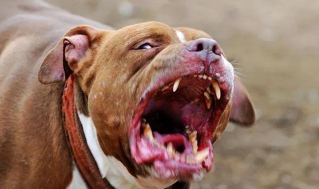 罗威纳犬打架，被称为“犬中四煞”（罗威纳犬打架厉害吗）