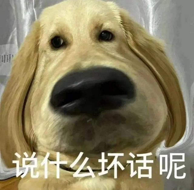 金毛好养吗金毛犬怎么养，金毛狗狗好养吗（原来这就是它“饲养率”飙升的原因）