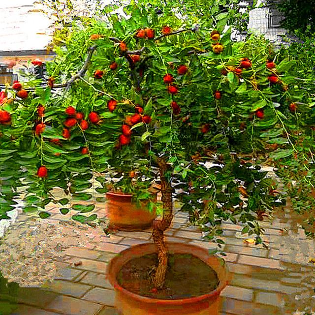 庭院十大吉祥树排名，庭院栽什么树最旺宅（10种吉利树）