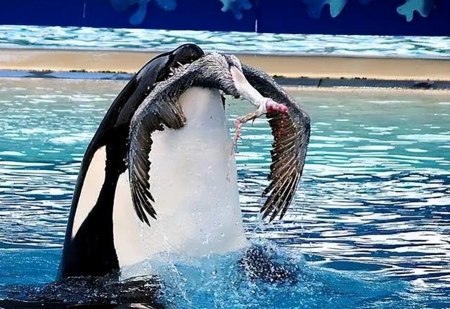 海母和水母区别，海母和水母图片大全（罕见的36张照片）