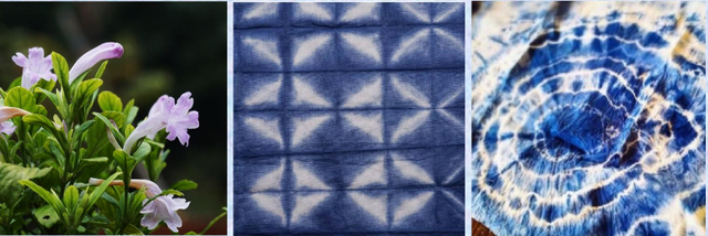 关于爵床科介绍，爵床科的特点（西双版纳植物园亮相了）