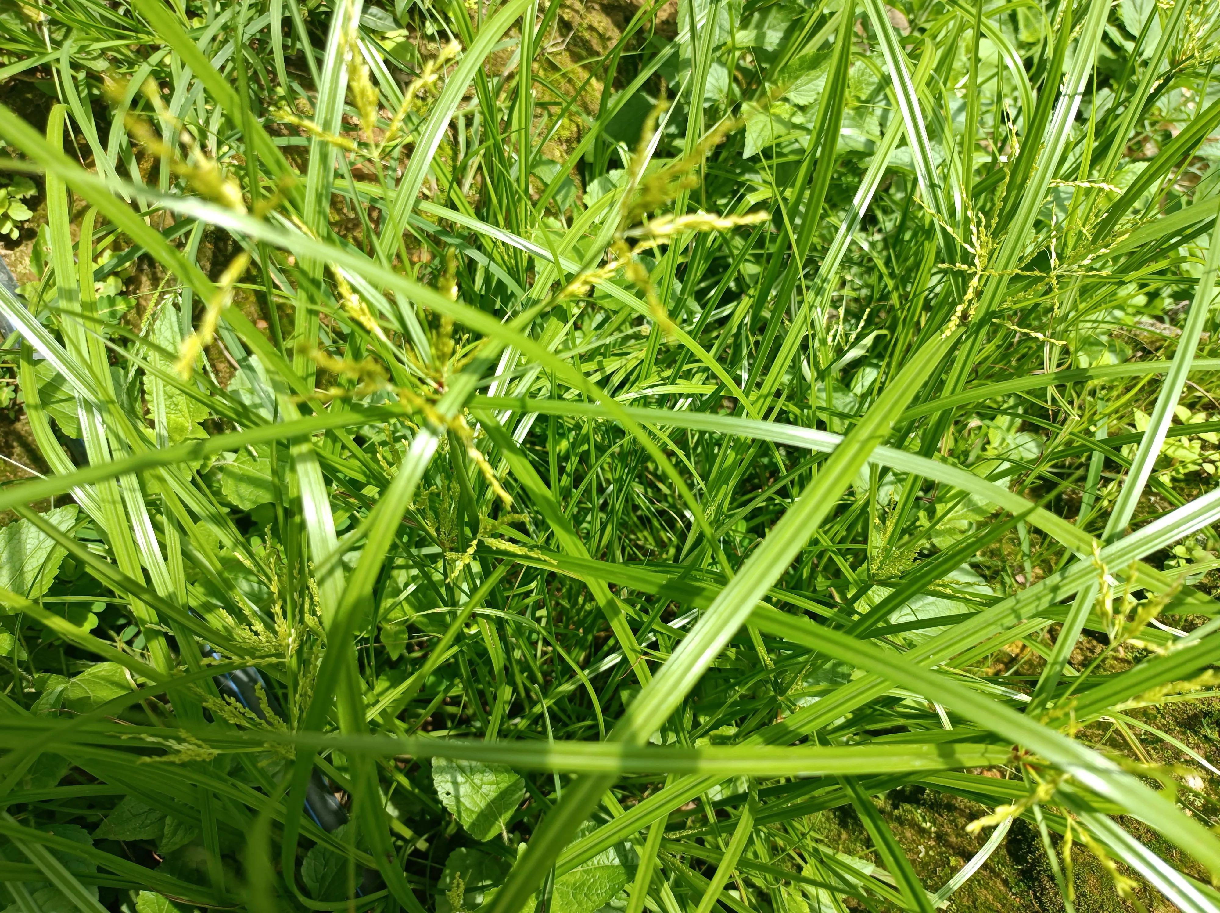 民间5种常见的野生植物(都是女性的妇女之友,看看你认识几种?