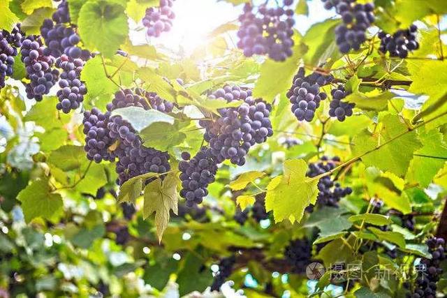 家庭自制葡萄酒的做法，家庭自制葡萄酒的简单做法（家庭怎样自酿葡萄酒）