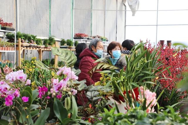 澳洲杉,新年的仪式感从逛花市开始(澳洲杉怎么修剪) 澳洲杉,新年的仪式感从逛花市开始(澳洲杉怎么修剪)