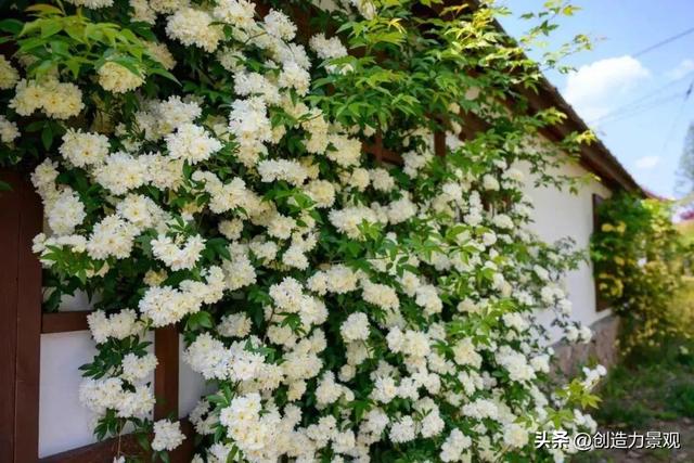 木香花是什么，木香花是什么样子的（美色不逊月季的爬藤植物——木香花）