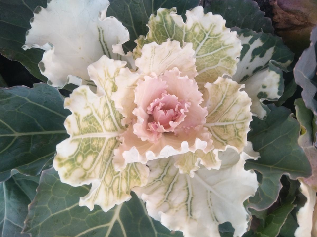 春天适合种什么蔬菜，最适合春天种的6种蔬菜