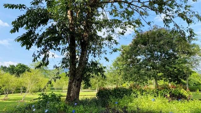 关于爵床科介绍，爵床科的特点（西双版纳植物园亮相了）