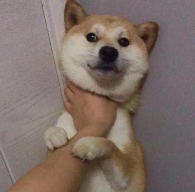 搞怪动物表情包，微信头像，搞怪动物表情包（收集一些搞怪的动物头像）