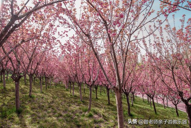 附近看花的地方，深圳最适合去赏花的地方（2023西安及周边赏樱花的地点大全）