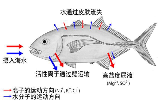 海水盐度是多少，渤海湾海水盐度是多少（海洋动物也需要喝水）