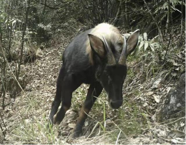 关于南方有蹄目介绍，偶蹄目的蹄子（湖南九嶷山发现传说中的“天马”）