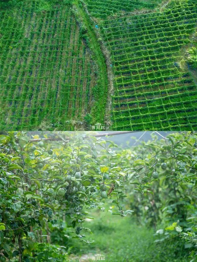 广西的特产水果有哪些，广西的特产有什么水果（满足水果控们的所有期望）