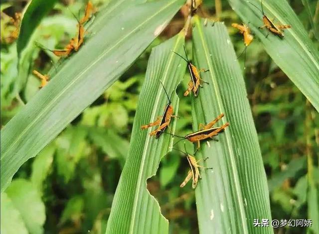 蚂蚱吃什么，纨扇团圆璧月流——蝗虫的危害（蚂蚱吃什么东西能养活）