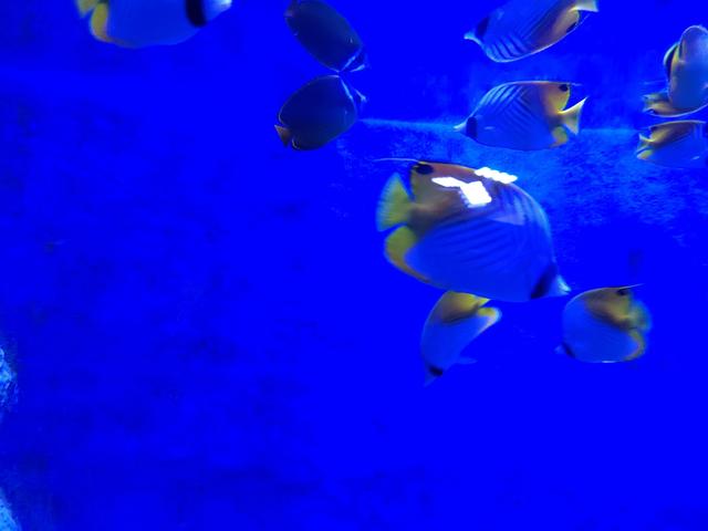 厦门椰风寨游乐场，厦门十大人少好玩的景点是什么（厦门旅游推荐之椰风寨海洋科普乐园）