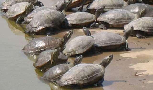 巴西龟可以吃吗，自养的巴西龟能吃吗（巴西龟在我国泛滥成灾）