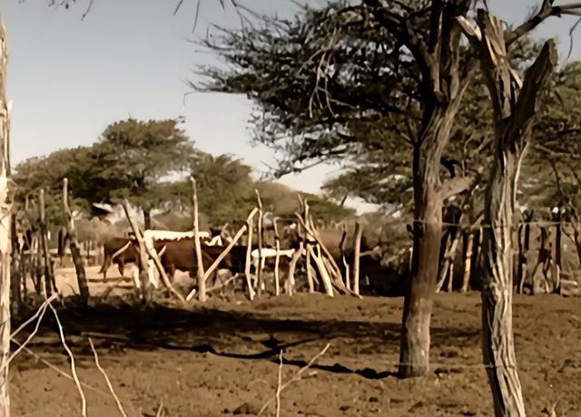 历史悠长的布须曼人，布须曼人的太阳传说（古老的布须曼人）