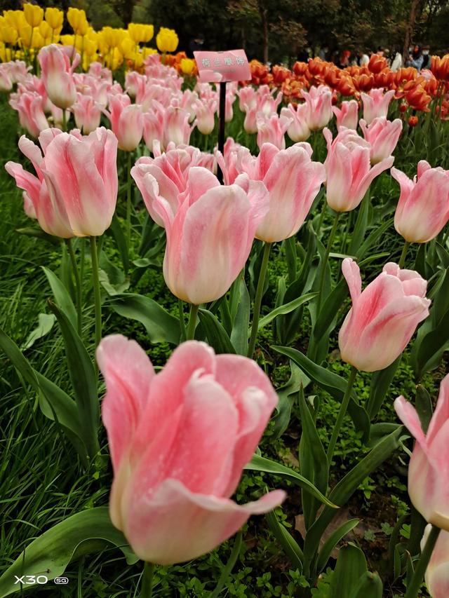 阎淑萍：学前教育立法能否治理幼儿园教育小学化，阎淑萍潘长江过河（一张婚纱照<周勇>）