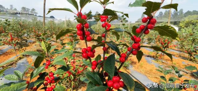 冬青树价格多少钱一棵，冬青树多少钱一棵（单枝卖到30多元）