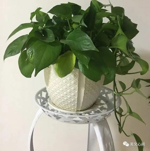 绿萝花茶的功效和作用及食用禁忌，绿萝花泡茶的作用与功效（美文心阅：绿萝）