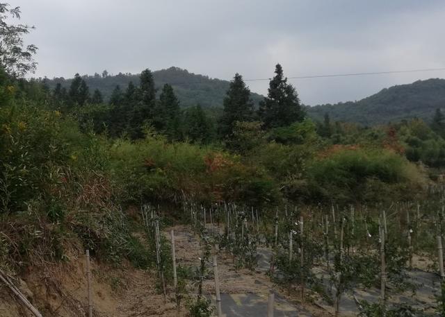 悼念刚去世长辈的短句，悼念刚去世长辈的短句有哪些（追思岳父大人<含悼词>）