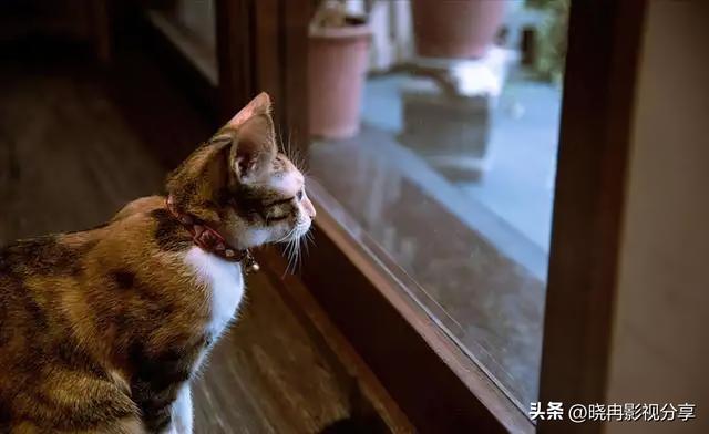 特别关心提示音，如何设置手机QQ特别关心提示音（猫咪关心你才有这6种表现）