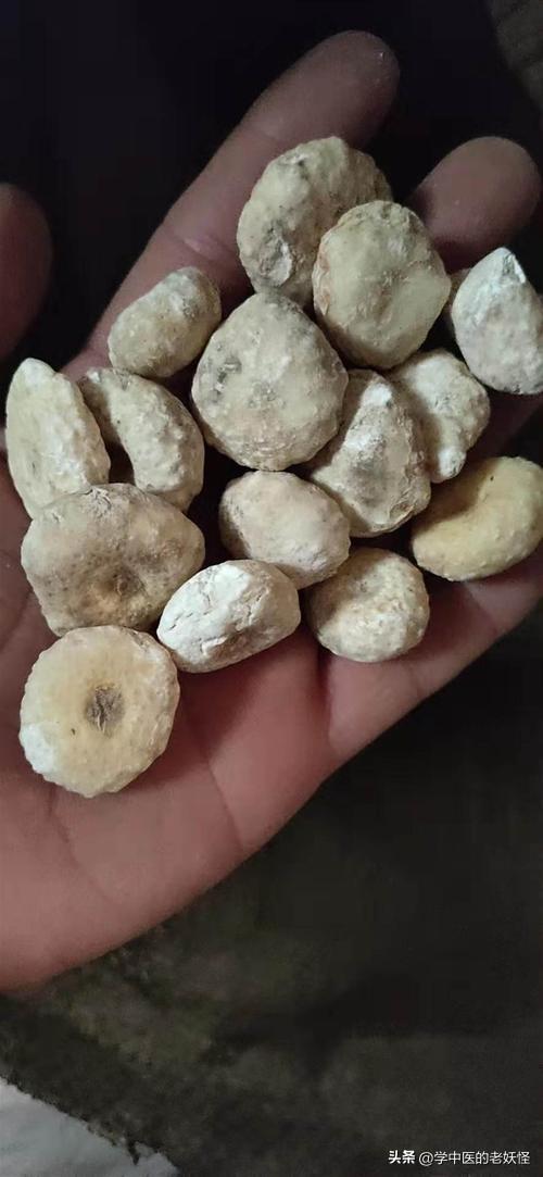 祛风解痉之天南星