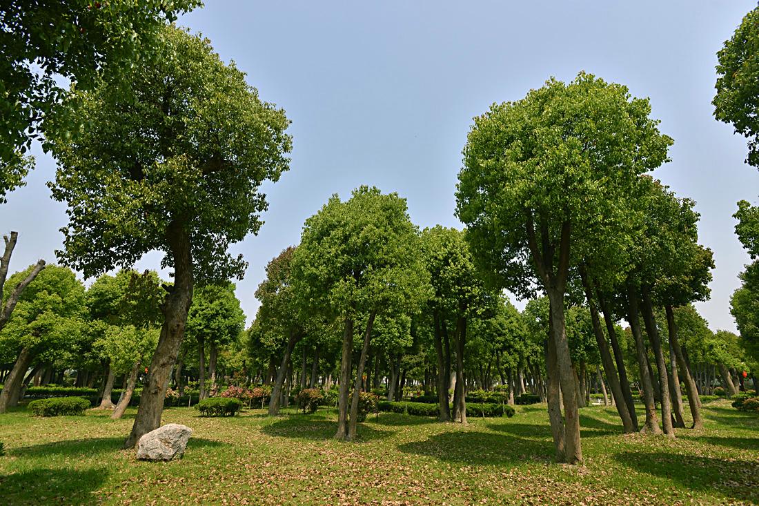 香樟树的第5个作用:当景观树栽培