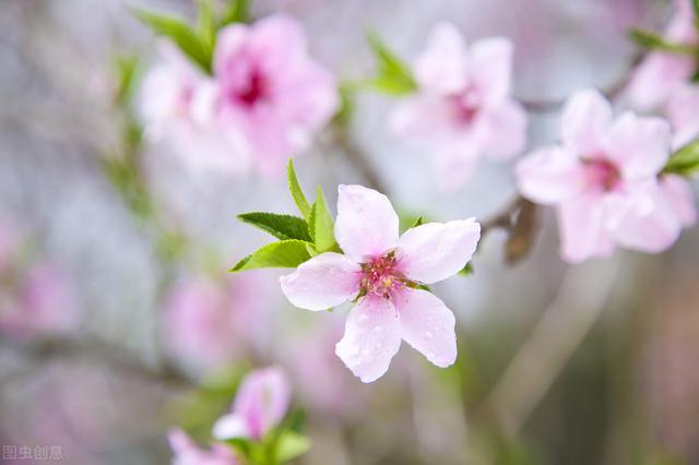 桃花作文400字左右，桃花作文400字左右初中（小学生作文：桃花）