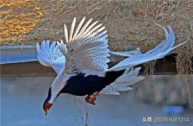 白娴鸟（白娴鸟图片，白娴鸟怎样的养殖（白鹇鸟唯美图片）