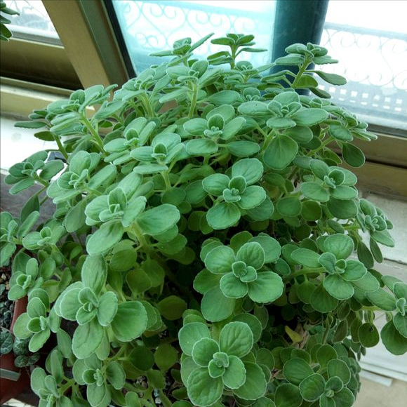 一抹香植物图片的功效与作用，一抹香的作用和用途（5种“香香花”摆在卫生间）