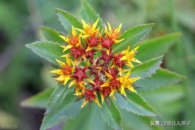 农村100种野菜图片，野菜的种类（常见的野菜图片与名字）