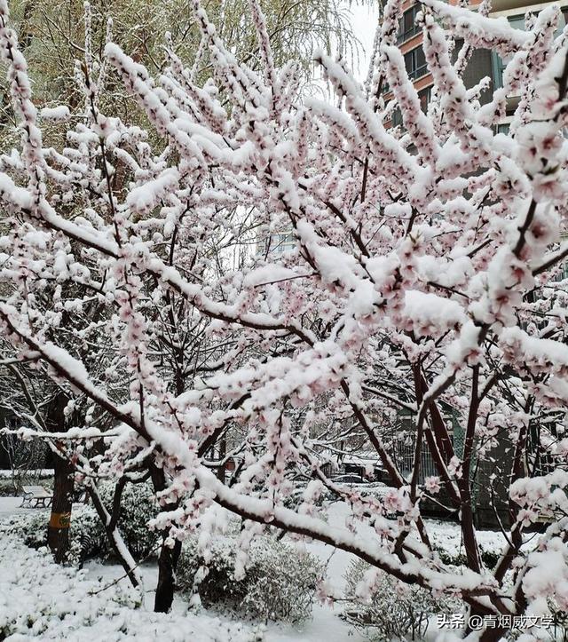 春天真美写一小段话，春天真美呀写句子（一场雪，让这里的春天真美）