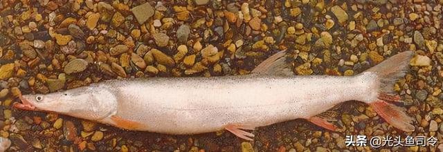 长江名贵鱼前十名，10大凶猛淡水鱼（我国保护的鱼类有87种）