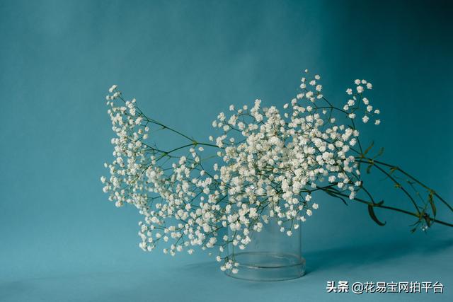 Gypsophila 满天星网名，Gypsophila 满天星（千万星、百万星、伊洛斯有何区别）