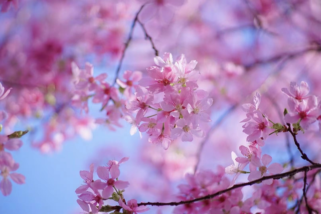 看花文案朋友圈，买花朋友圈文案（赏樱花桃花的朋友圈文案）