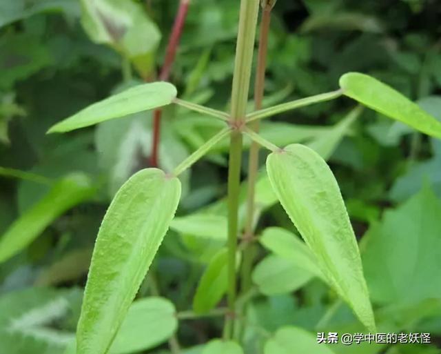 红茜草的功效与作用，妇科调经要药——茜草