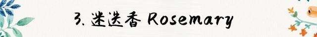 迷迭香是什么，西餐中常用的15种香料和香草（迷迭香是什么时候出的）