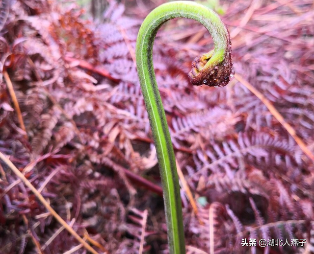 春天能吃的野菜大全，春天都有哪些野菜可以吃（送你63种野菜大图鉴）