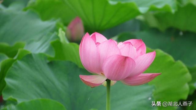 春天能吃的野菜大全，春天都有哪些野菜可以吃（送你63种野菜大图鉴）