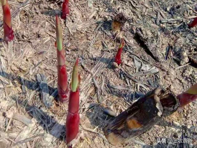 河边的芦苇笋可以吃吗，河滩的芦苇笋能吃吗（芦苇笋：生长在河边）