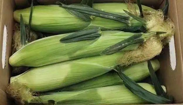 水果玉米煮多长时间，水果玉米煮多久（金山本地水果玉米上市）