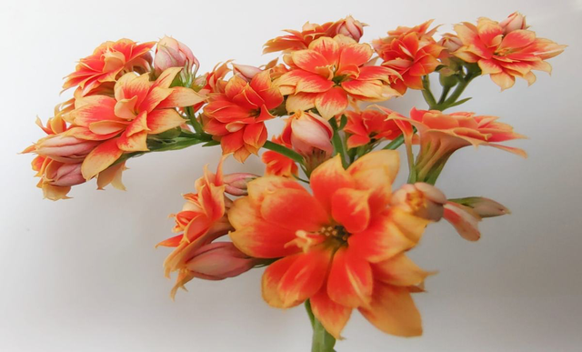 十二生肖配对什么花，十二生肖的花配（新年有新的福气花）