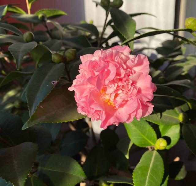 茶花树的养殖方法，花朵大、花期长、越冷越多花