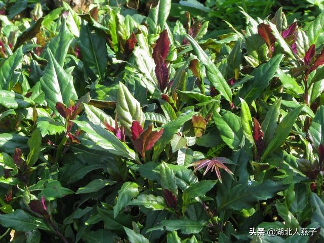 菜图片大全大图，饭店菜谱大全带图片（这43种时令野菜大量生长出来）