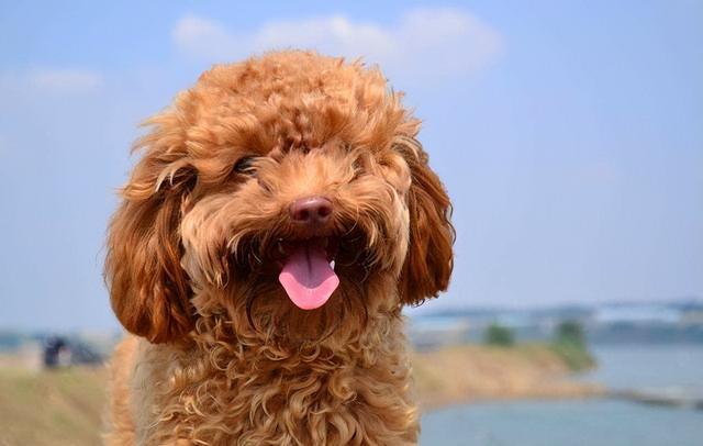 比熊和泰迪详细对比，比熊犬和泰迪犬有哪些区别