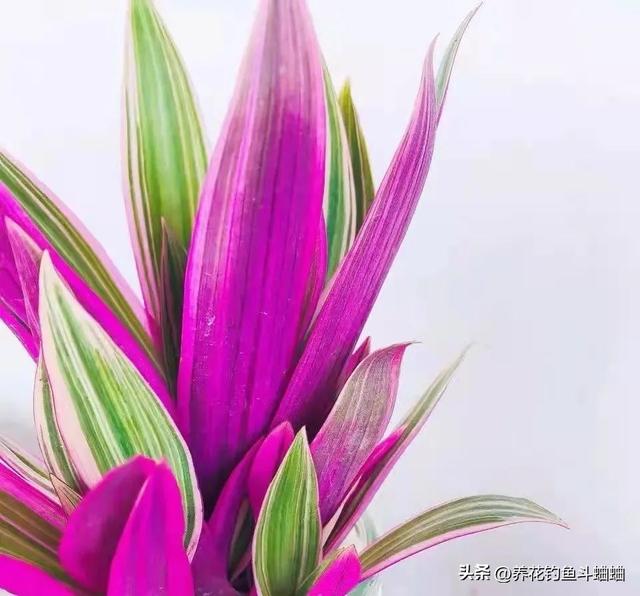 紫背万年青的养殖方法，紫背万年青怎么养殖（随手拍张照片就是一幅画）