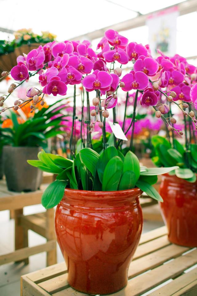 一杯水就可以发财的方法，床上放三物财不请自来（8种“发财花”）