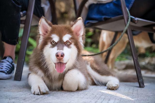 阿拉斯加雪撬犬，阿拉斯加雪橇犬好养吗（阿拉斯加犬若是“养得好”）