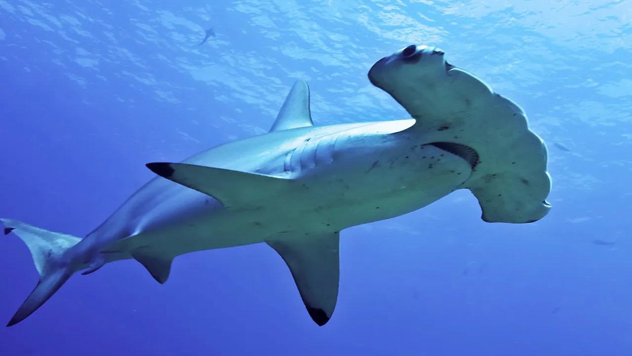 黑鳍鲨图片(家庭饲养海水鲨鱼所需的条件)